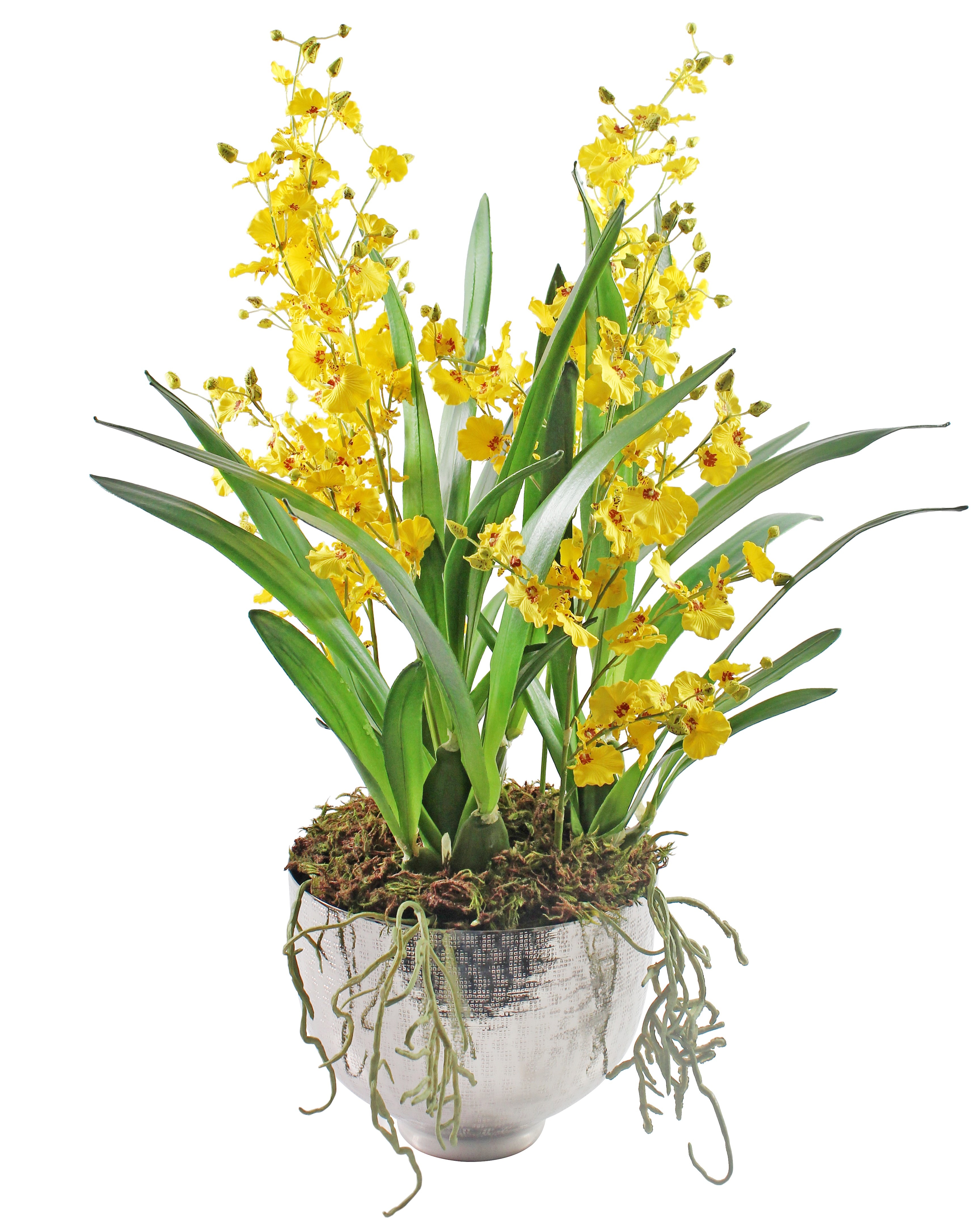Orchid