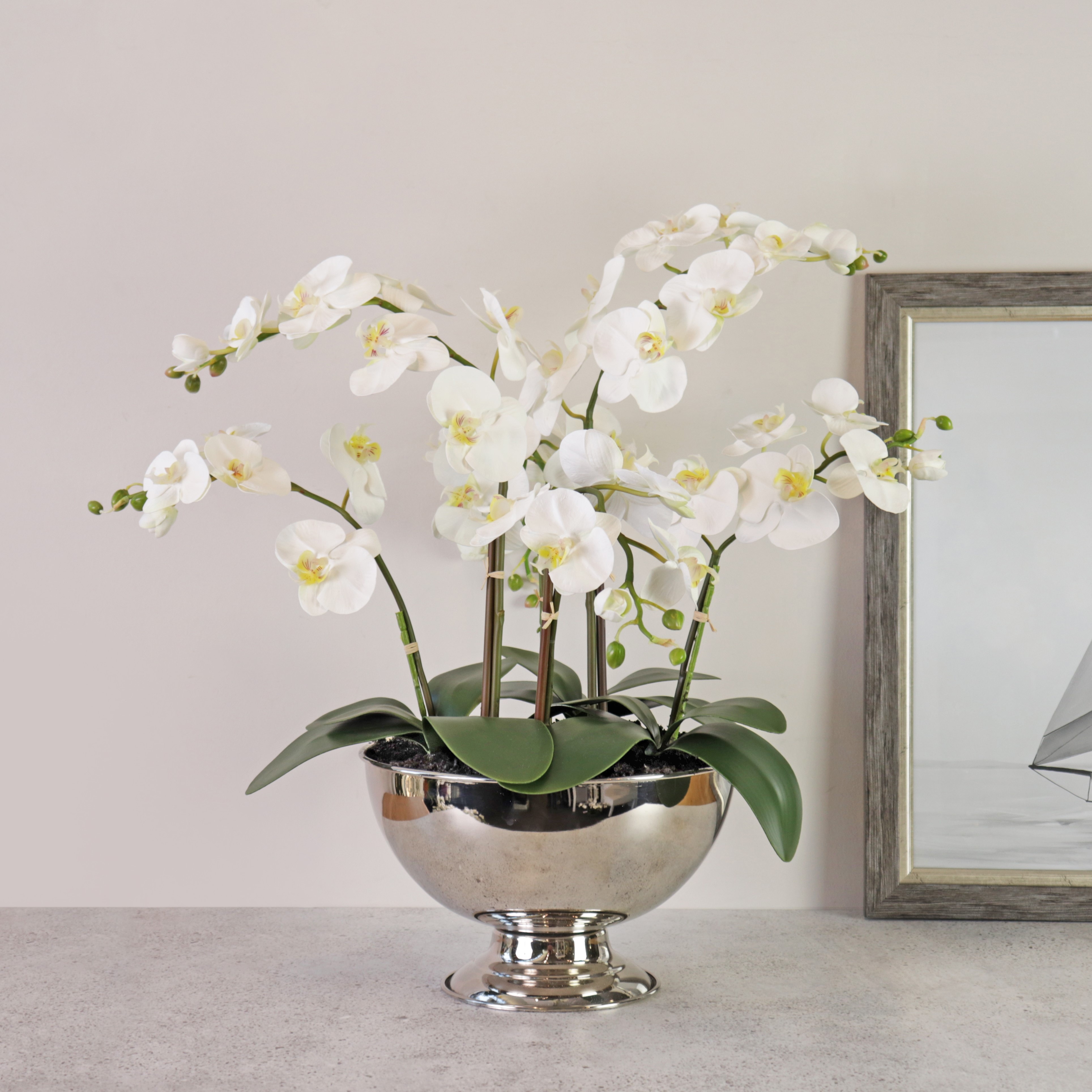 Orchid