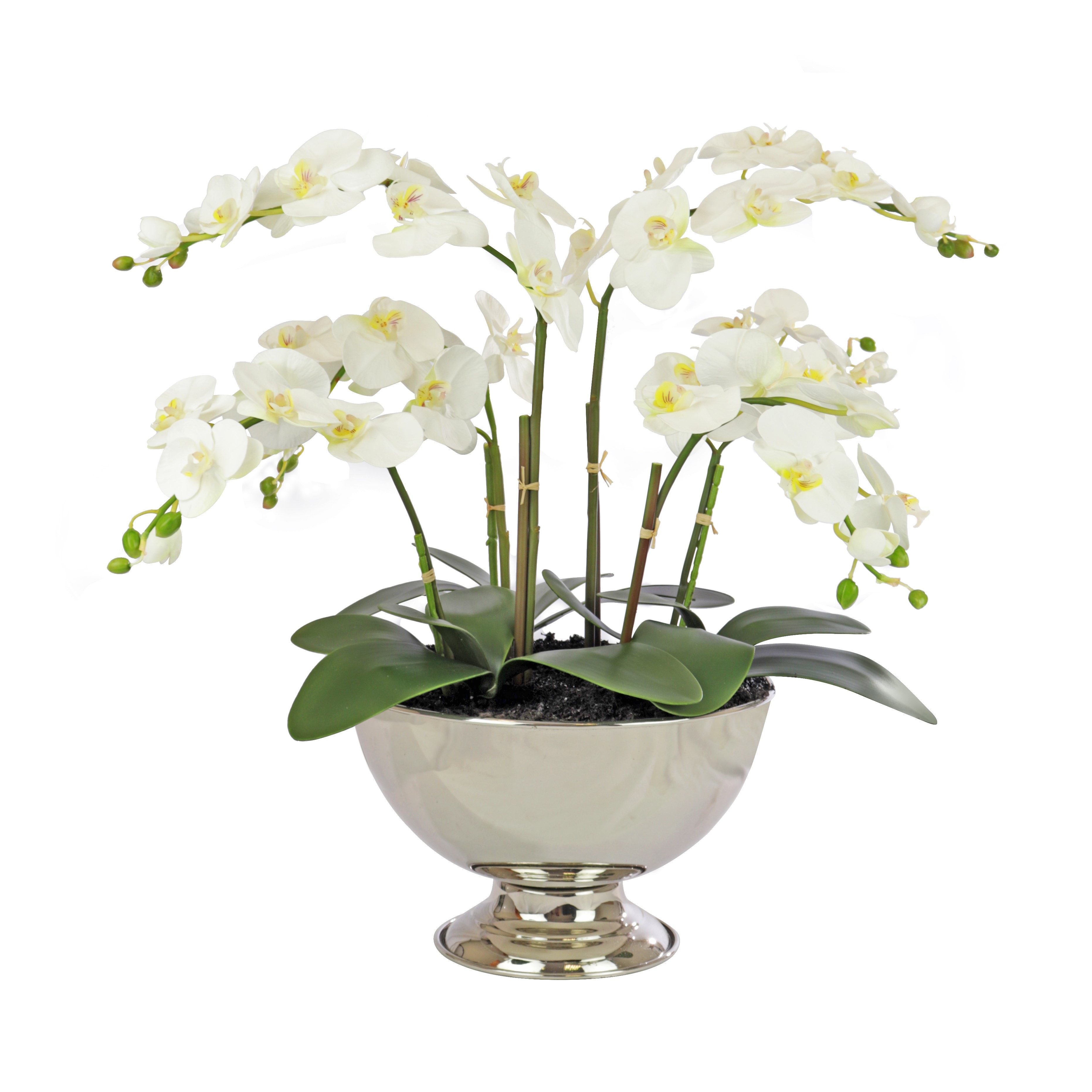 Orchid