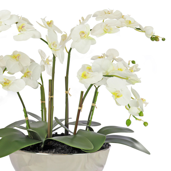 Orchid