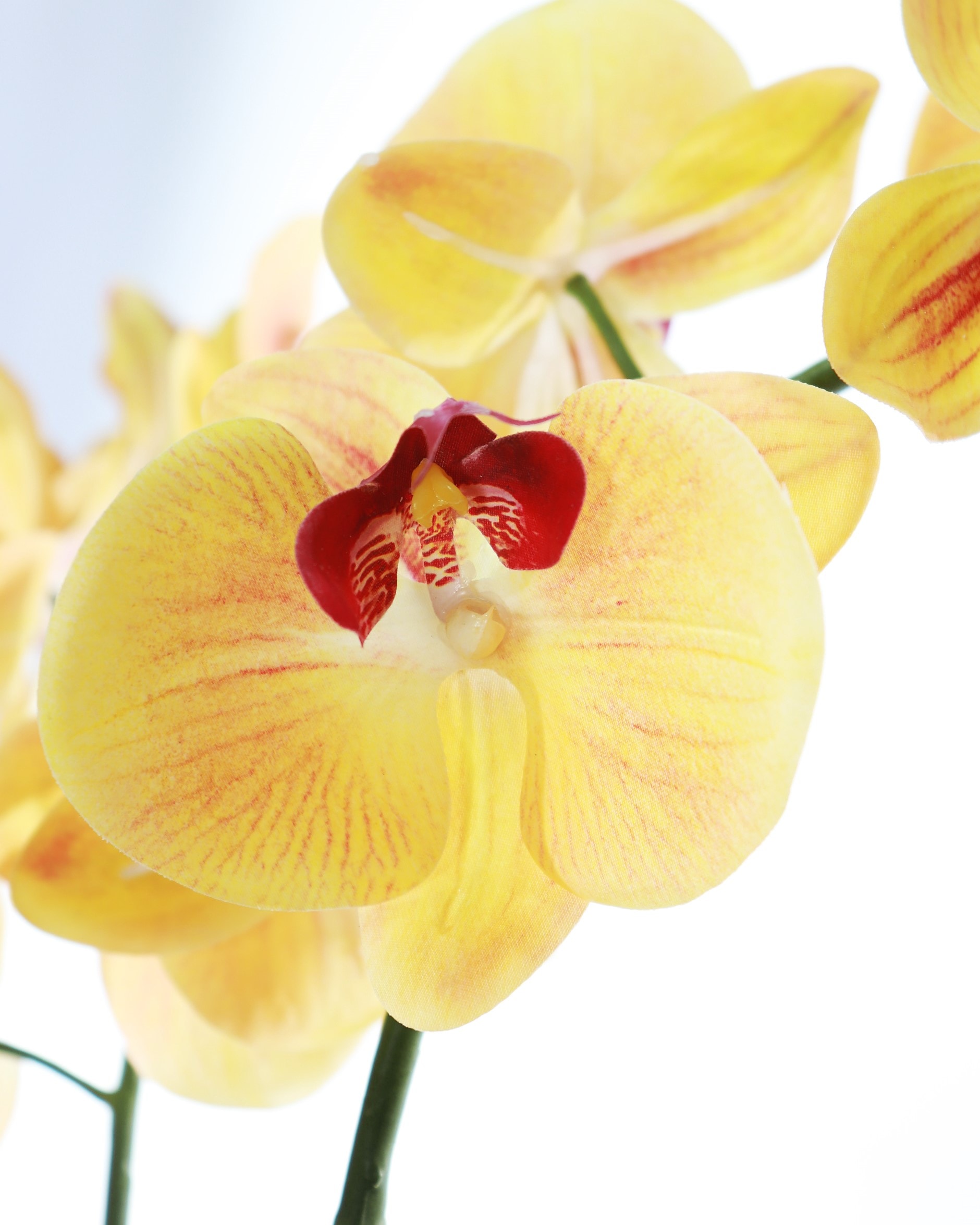 Orchid