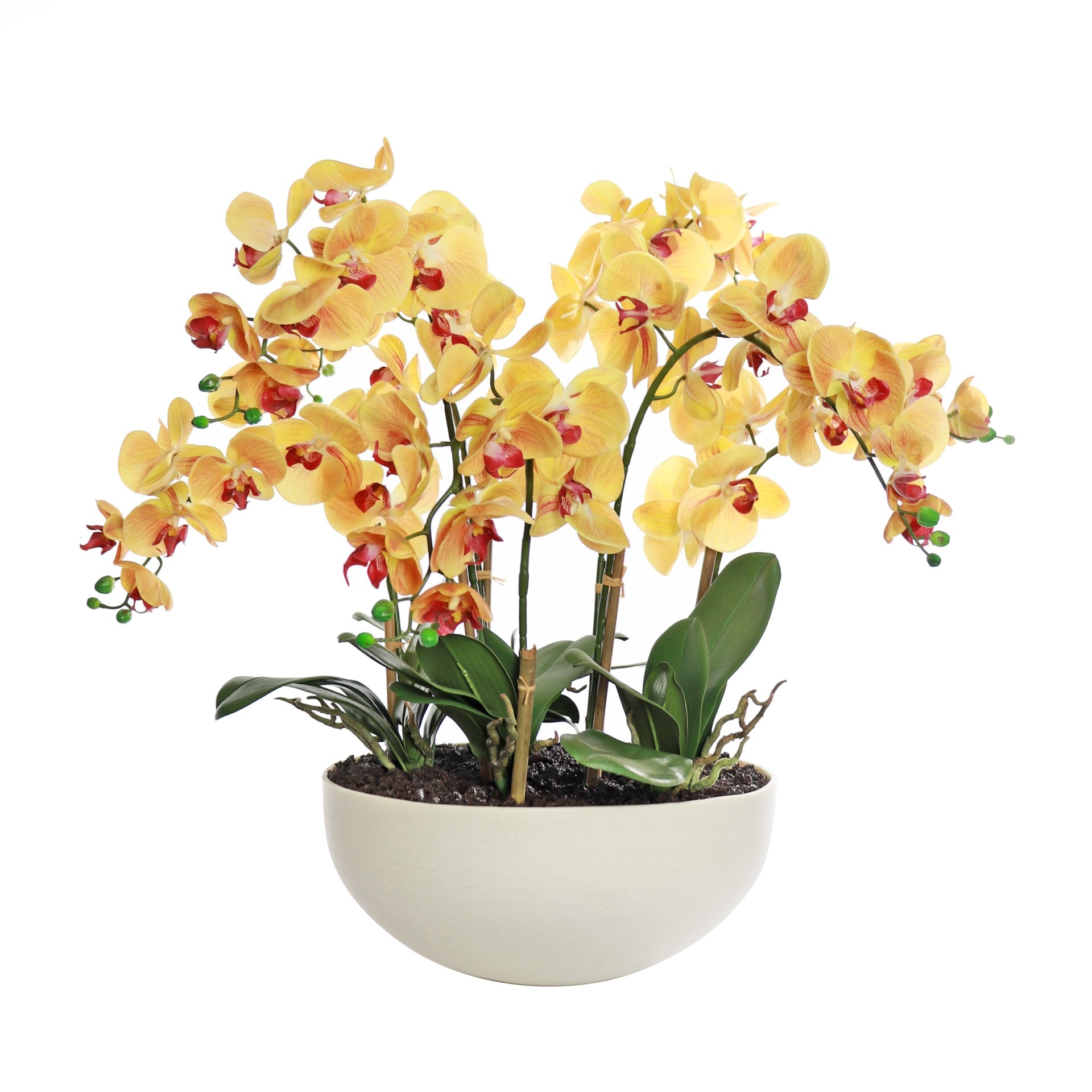 Orchid