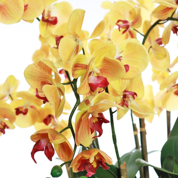 Orchid