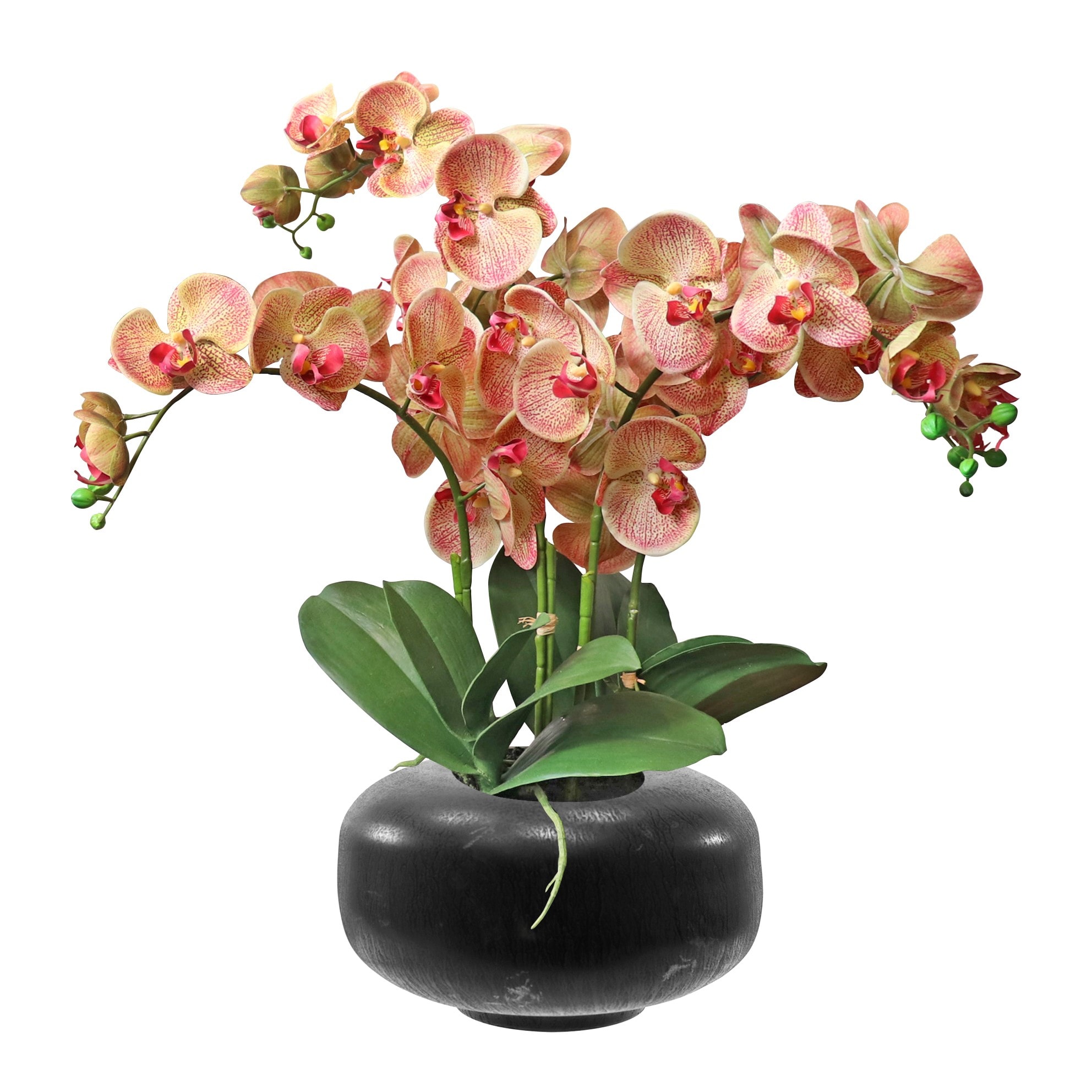Orchid