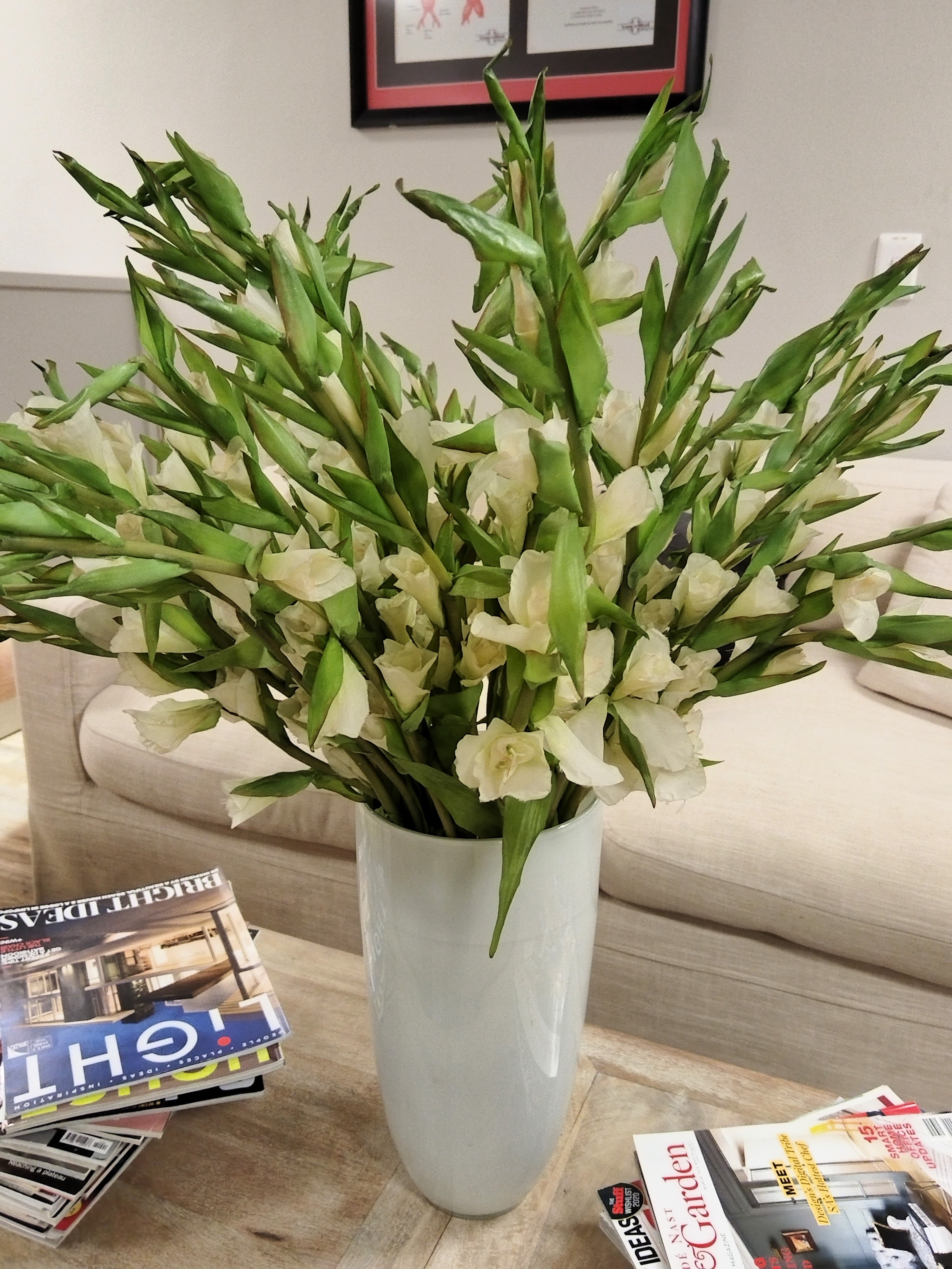 Gladioli