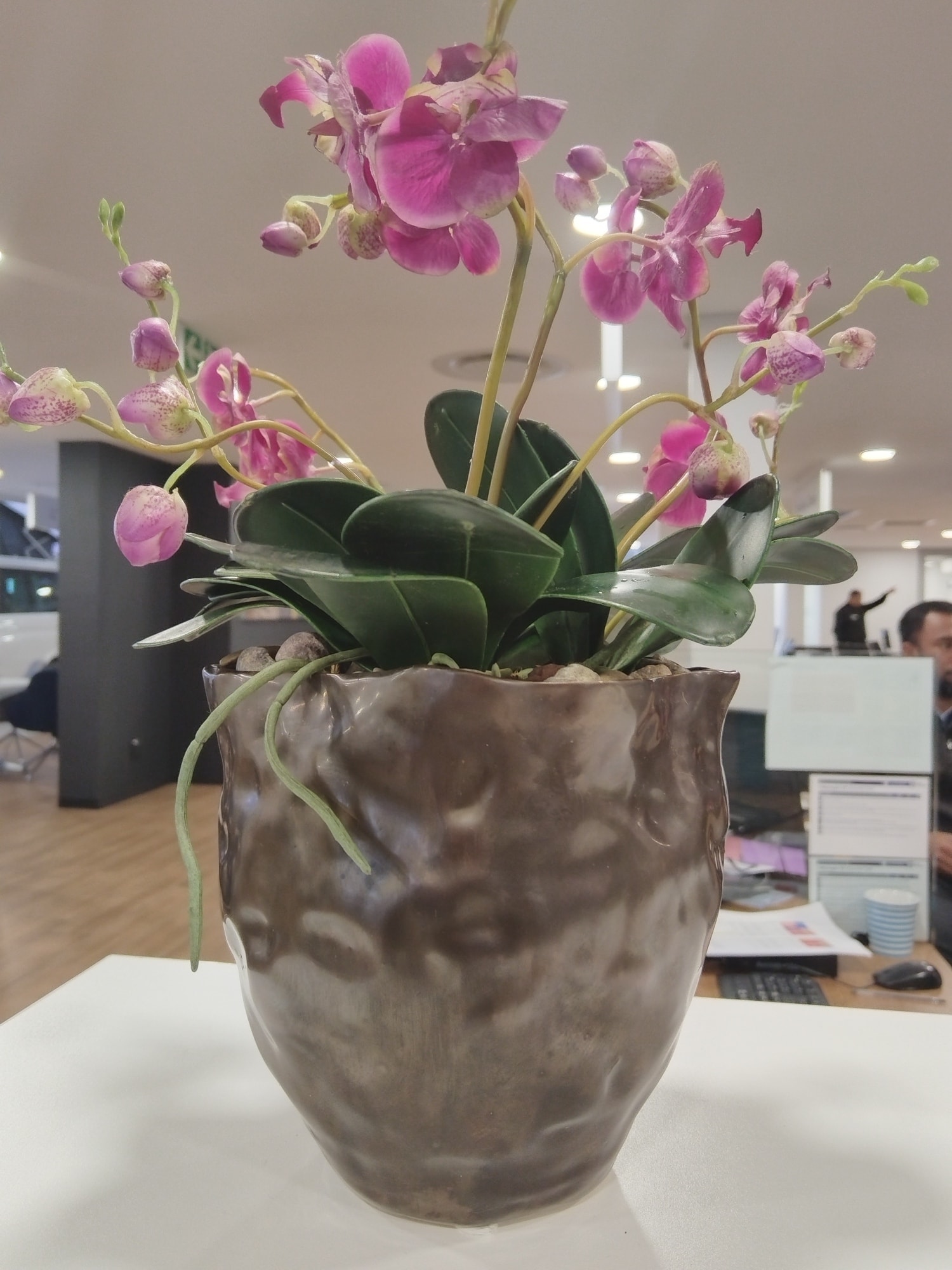 Orchid