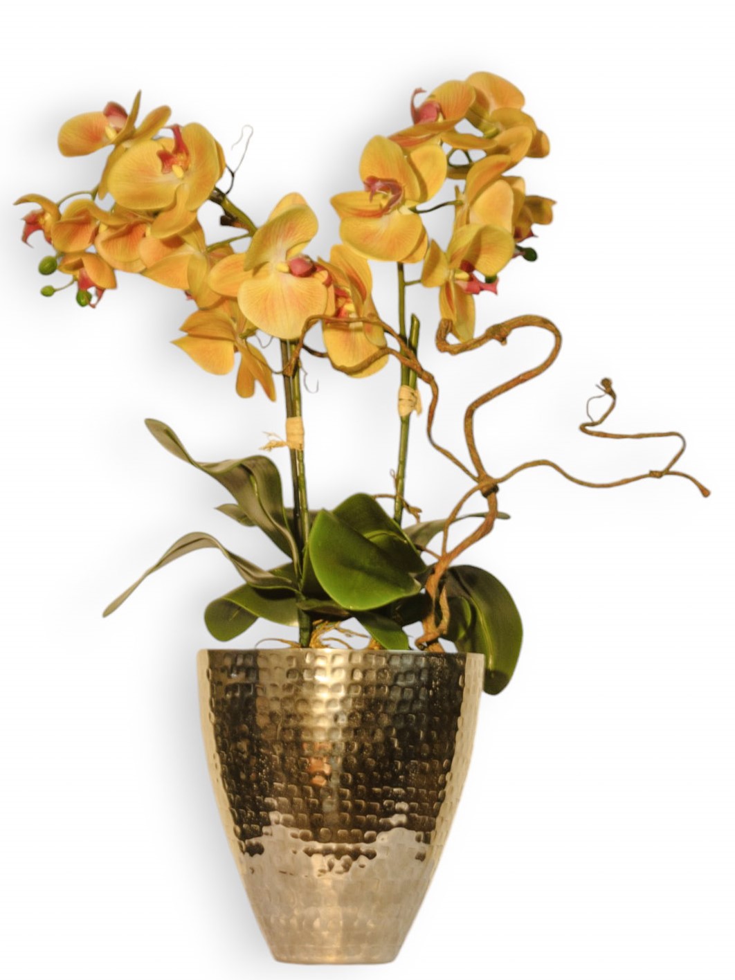 Orchid