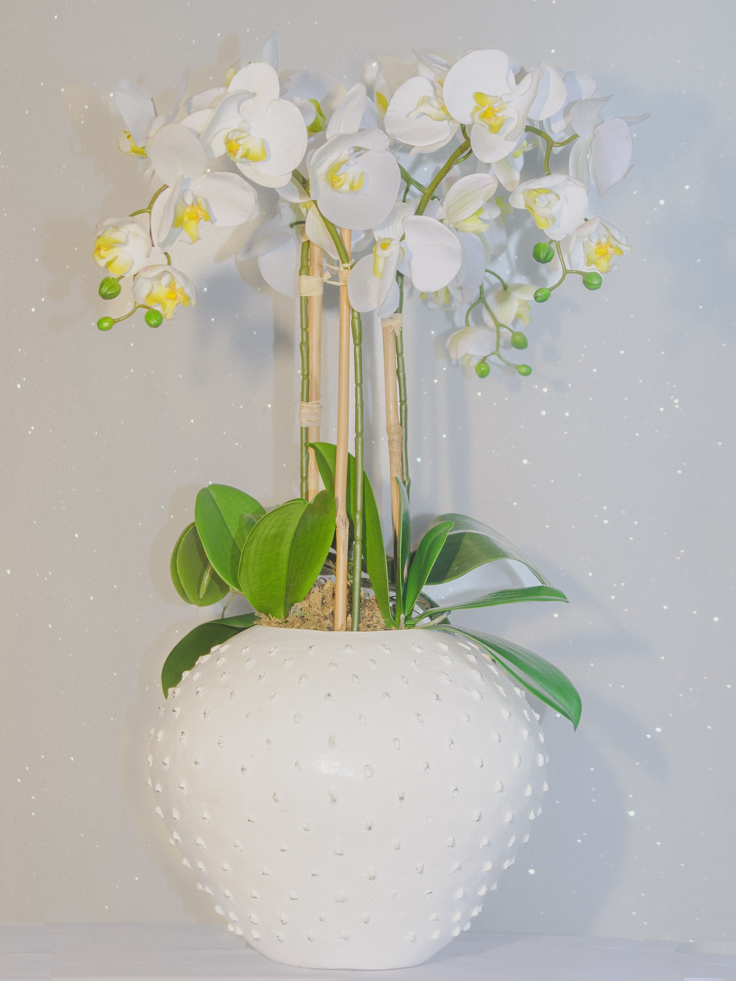 Orchid