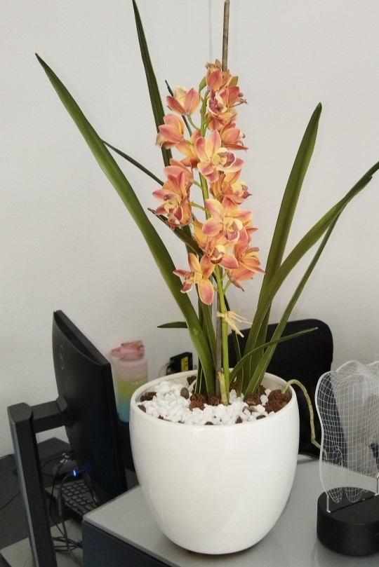Orchid