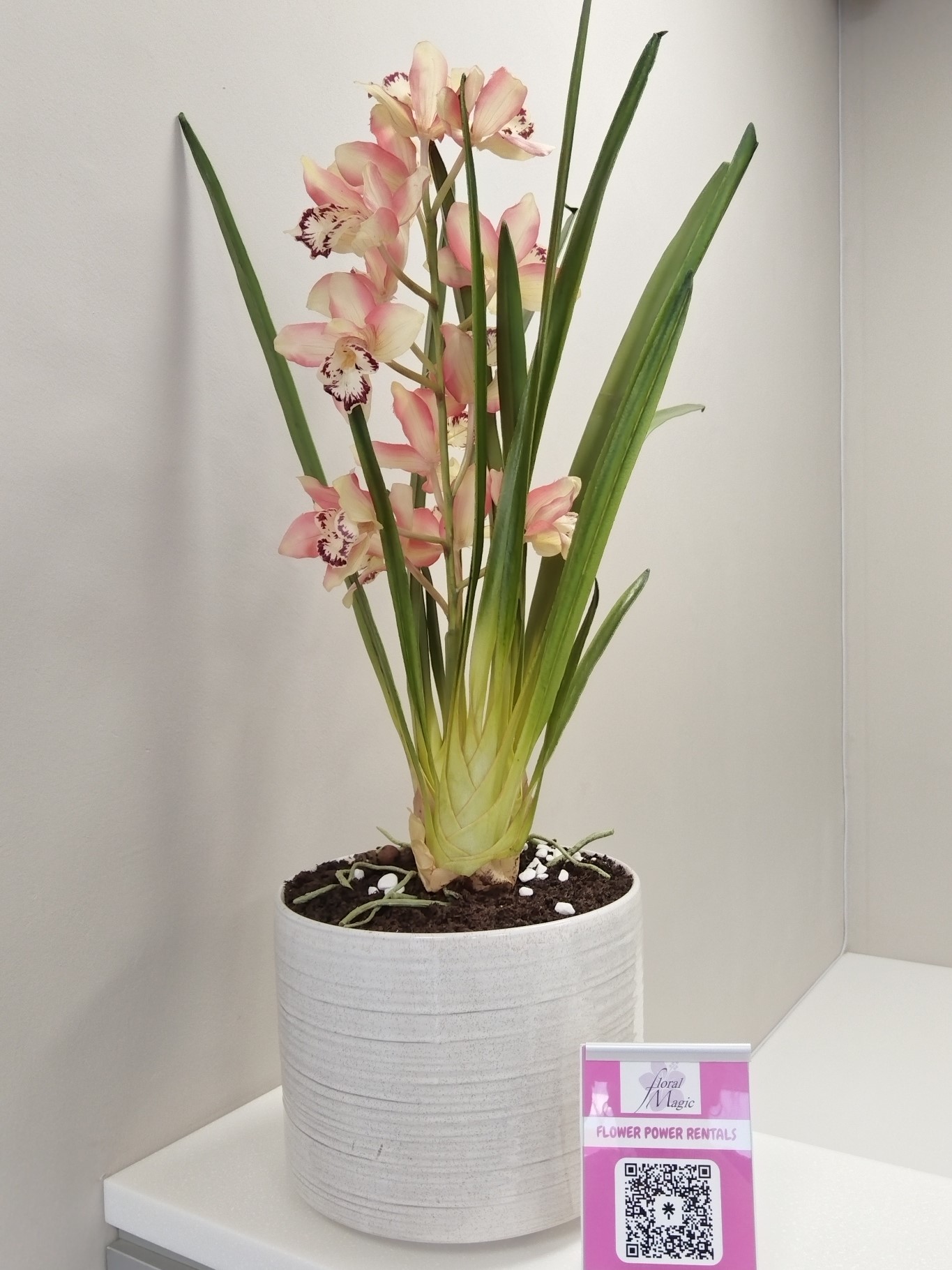 Orchid