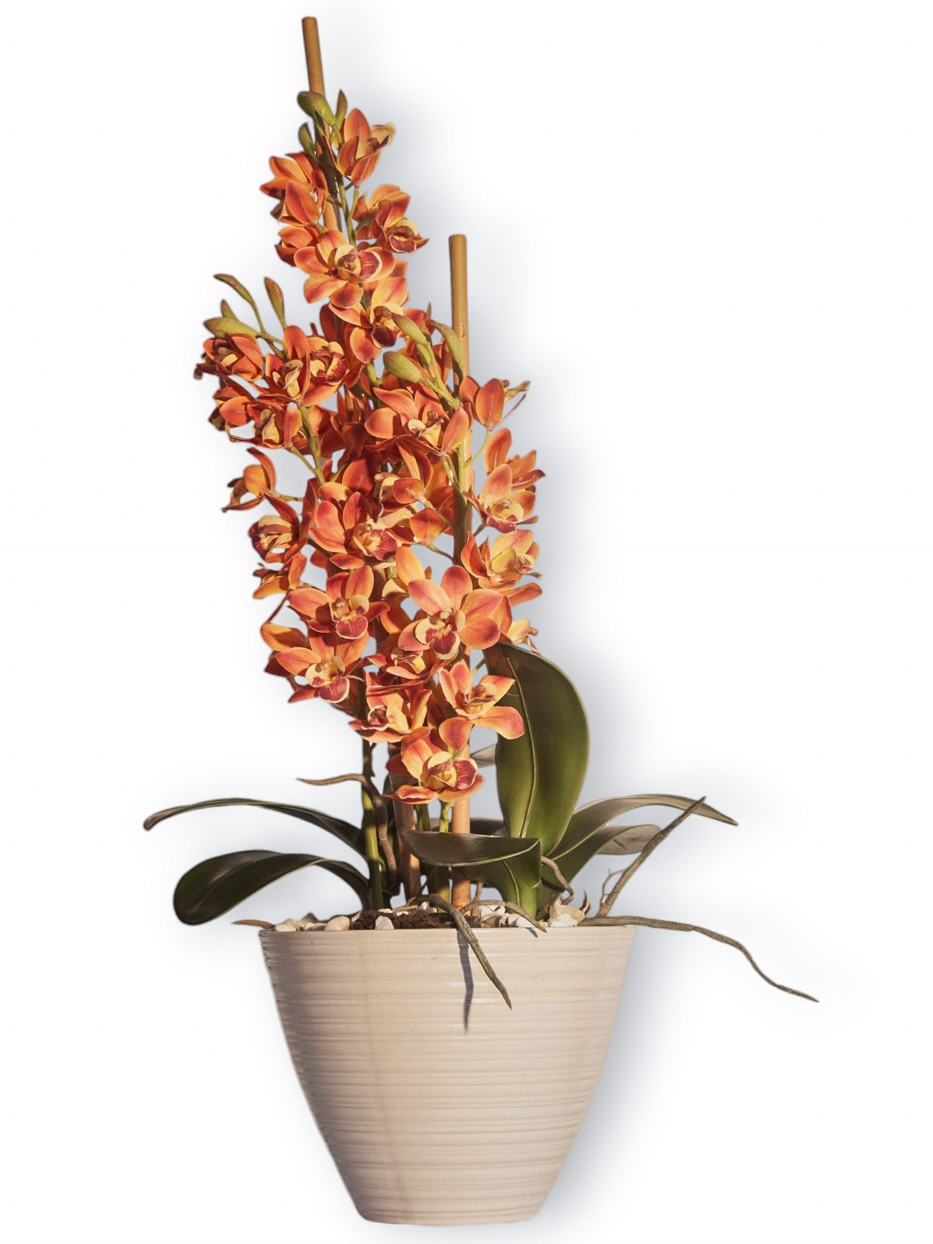 Orchid