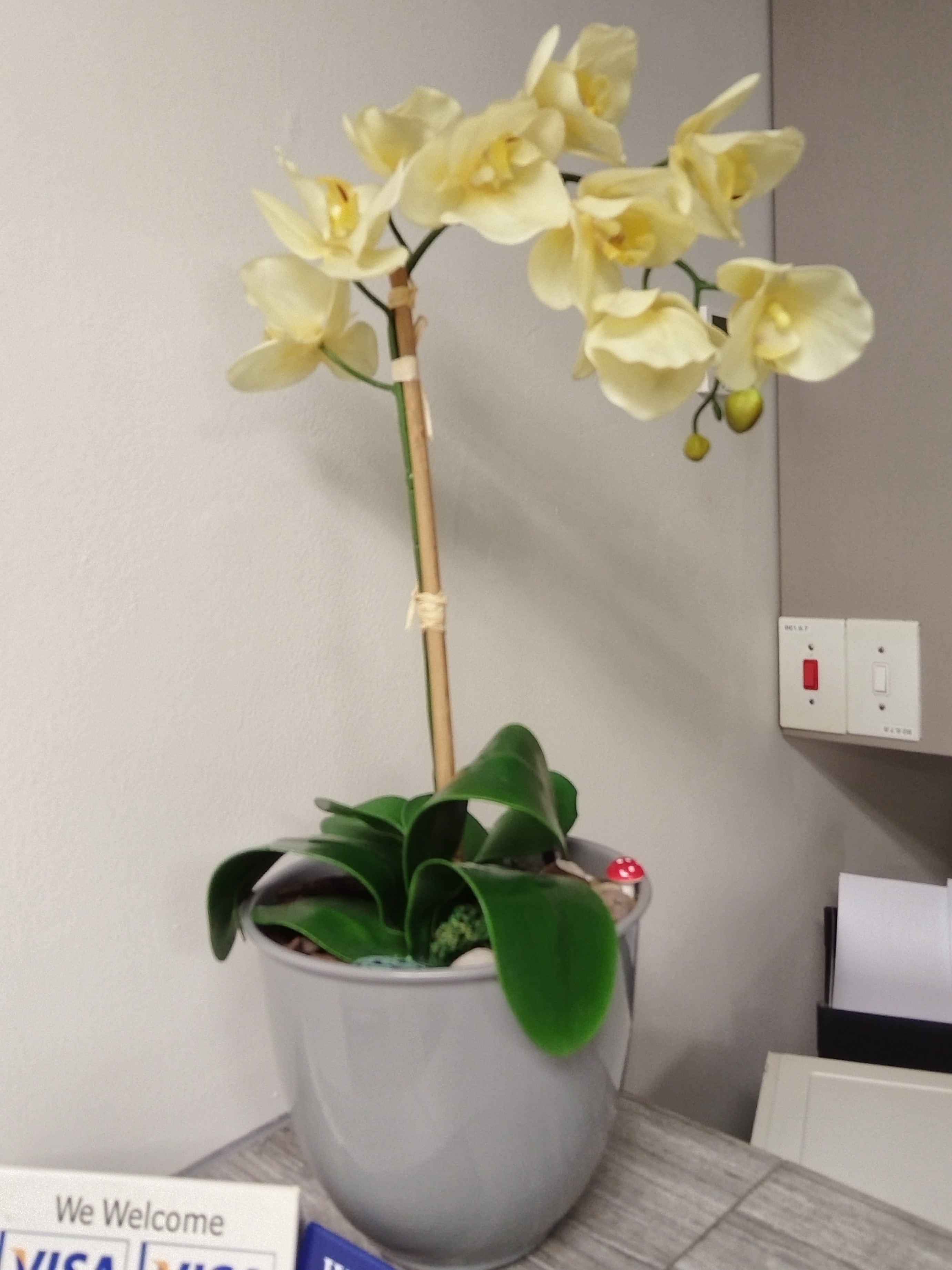 Orchid