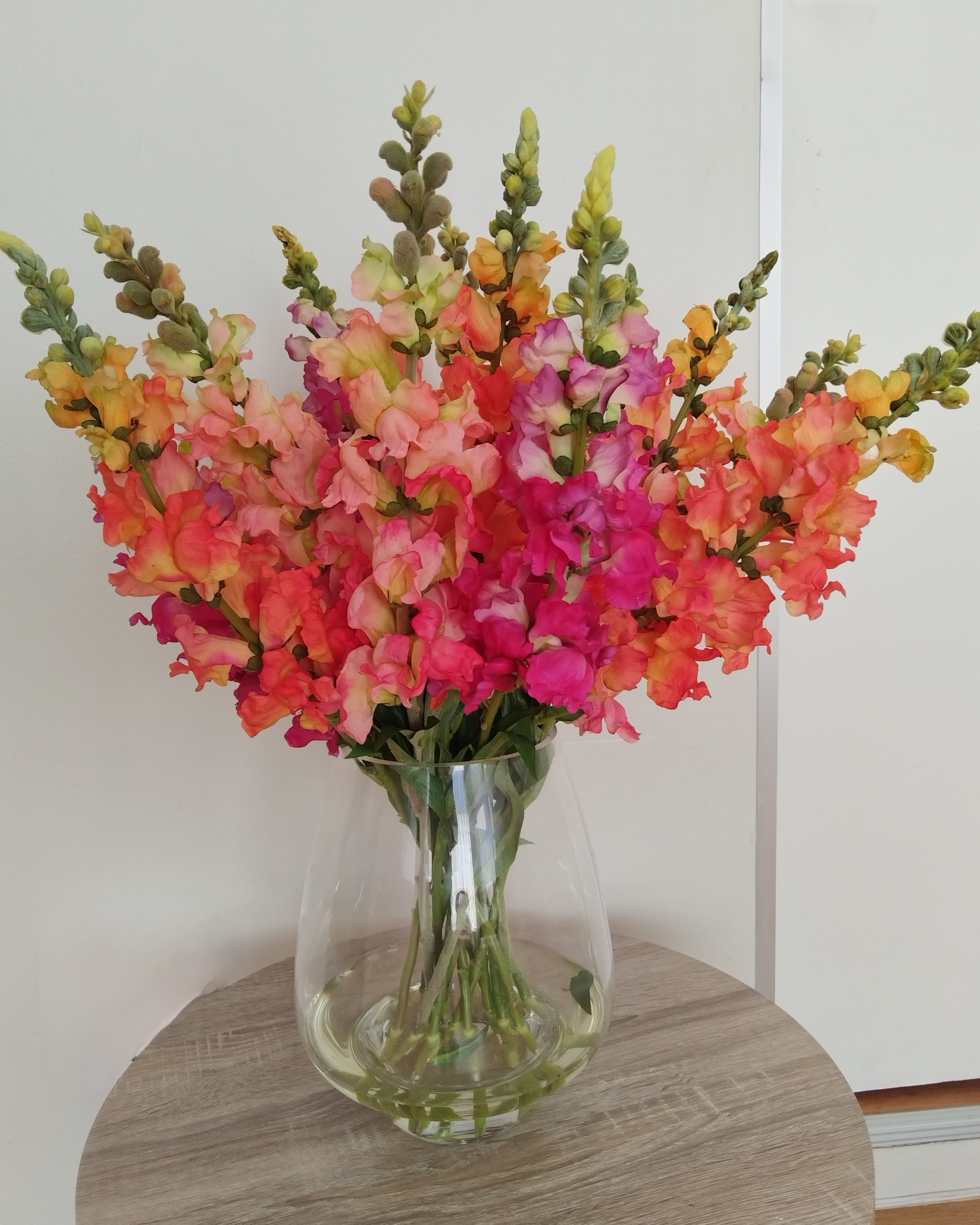 Snapdragon
